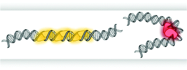 Graphical abstract: Exploring DNA–protein interactions on the single DNA molecule level using nanofluidic tools