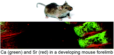 Graphical abstract: Visualisation of developmental ossification using trace element mapping