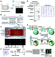 Graphical abstract: Microchip-based single-cell functional proteomics for biomedical applications