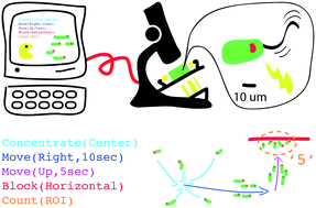 Graphical abstract: Device and programming abstractions for spatiotemporal control of active micro-particle swarms