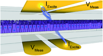 Graphical abstract: Organs-on-chips with integrated electrodes for trans-epithelial electrical resistance (TEER) measurements of human epithelial barrier function