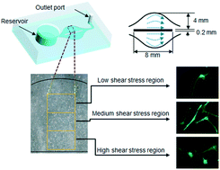 Graphical abstract: Responses of human adipose-derived stem cells to interstitial level of extremely low shear flows regarding differentiation, morphology, and proliferation