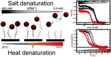 Graphical abstract: Two-dimensional salt and temperature DNA denaturation analysis using a magnetoresistive sensor