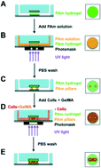 Graphical abstract: Skeletal muscle-on-a-chip: an in vitro model to evaluate tissue formation and injury