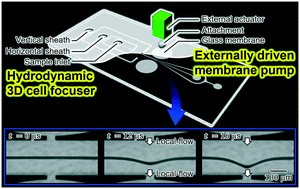 Graphical abstract: On-chip cell sorting by high-speed local-flow control using dual membrane pumps