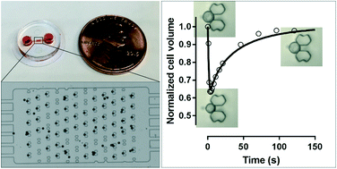 Graphical abstract: A highly-occupied, single-cell trapping microarray for determination of cell membrane permeability