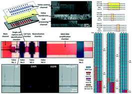 Graphical abstract: Multiple single cell screening and DNA MDA amplification chip for oncogenic mutation profiling