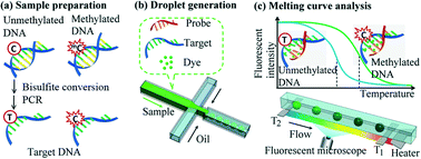 Graphical abstract: DNA methylation assay using droplet-based DNA melting curve analysis