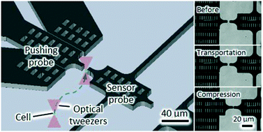 Graphical abstract: Measurement of the mechanical properties of single Synechocystis sp. strain PCC6803 cells in different osmotic concentrations using a robot-integrated microfluidic chip