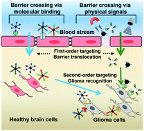 Graphical abstract: Time-sequenced drug delivery approaches towards effective chemotherapeutic treatment of glioma