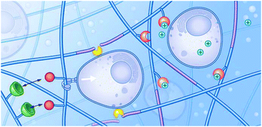 Graphical abstract: Hydrogels that listen to cells: a review of cell-responsive strategies in biomaterial design for tissue regeneration
