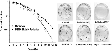 Graphical abstract: Cellular evaluation of diselenonicotinamide (DSNA) as a radioprotector against cell death and DNA damage