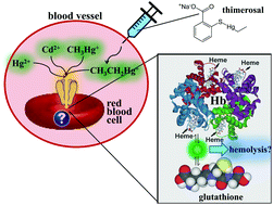 Graphical abstract: Remarkable differences in the biochemical fate of Cd2+, Hg2+, CH3Hg+ and thimerosal in red blood cell lysate