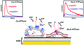 Graphical abstract: Effect of cisplatin on the transport activity of PII-type ATPases