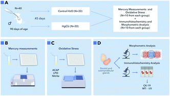 Graphical abstract: Chronic exposure to inorganic mercury induces biochemical and morphological changes in the salivary glands of rats