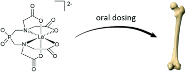 Graphical abstract: La(iii) biodistribution profiles from intravenous and oral dosing of two lanthanum complexes, La(dpp)3 and La(XT), and evaluation as treatments for bone resorption disorders