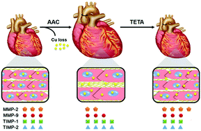 Graphical abstract: Copper-induced reduction in myocardial fibrosis is associated with increased matrix metalloproteins in a rat model of cardiac hypertrophy