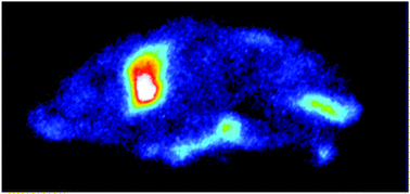 Graphical abstract: Studies of copper trafficking in a mouse model of Alzheimer's disease by positron emission tomography: comparison of 64Cu acetate and 64CuGTSM