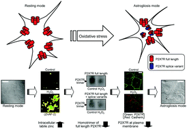 Graphical abstract: Oxidative stress-induced increase of intracellular zinc in astrocytes decreases their functional expression of P2X7 receptors and engulfing activity