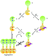 Graphical abstract: Modulation of XPC peptide on binding Tb3+ to Euplotes octocarinatus centrin