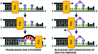 Graphical abstract: Translesion DNA synthesis across double-base lesions derived from cross-links of an antitumor trinuclear platinum compound: primer extension, conformational and thermodynamic studies