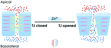 Graphical abstract: Zinc ions regulate opening of tight junction favouring efflux of macromolecules via the GSK3β/snail-mediated pathway