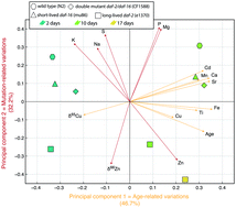 Graphical abstract: Metallome evolution in ageing C. elegans and a copper stable isotope perspective