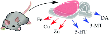 Graphical abstract: Combined brain Fe, Cu, Zn and neurometabolite analysis – a new methodology for unraveling the efficacy of transcranial direct current stimulation (tDCS) in appetite control