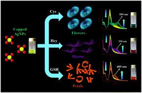Graphical abstract: Cysteine, homocysteine and glutathione guided hierarchical self-assemblies of spherical silver nanoparticles paving the way for their naked eye discrimination in human serum