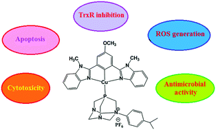 Graphical abstract: Synthesis and C–H activation reactions of cyclometalated copper(i) complexes with NCN pincer and 1,3,5-triaza-7-phosphaadamantane derivatives: in vitro antimicrobial and cytotoxic activity