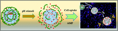 Graphical abstract: Fucoidan-coated core–shell magnetic mesoporous silica nanoparticles for chemotherapy and magnetic hyperthermia-based thermal therapy applications