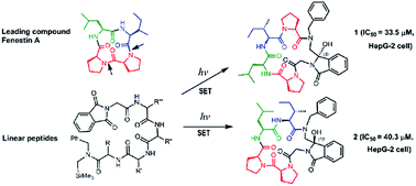 Graphical abstract: Photo-induced synthesis and in vitro antitumor activity of Fenestin A analogs