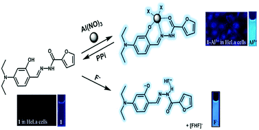 Graphical abstract: Single fluorescent chemosensor for multiple targets: sequential detection of Al3+ and pyrophosphate and selective detection of F− in near-perfect aqueous solution