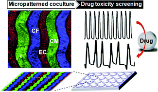 Graphical abstract: Micropatterned co-culture of cardiac myocytes on fibrous scaffolds for predictive screening of drug cardiotoxicities