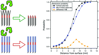 Graphical abstract: Site accessibility tailors DNA cleavage by restriction enzymes in DNA confined monolayers