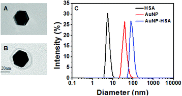 Graphical abstract: Probing the binding affinity of plasma proteins adsorbed on Au nanoparticles