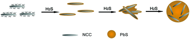Graphical abstract: Nanocrystalline cellulose mediated seed-growth for ultra-robust colorimetric detection of hydrogen sulfide