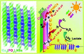 Graphical abstract: Fabrication of Pt/Cu3(PO4)2 ultrathin nanosheet heterostructure for photoelectrochemical microRNA sensing using novel G-wire-enhanced strategy