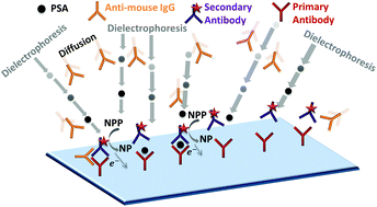 Graphical abstract: Frequency-selective electrokinetic enrichment of biomolecules in physiological media based on electrical double-layer polarization