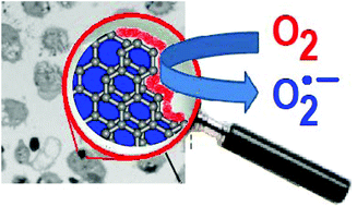 Graphical abstract: Graphite particles induce ROS formation in cell free systems and human cells