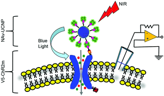 Graphical abstract: Targeted and efficient activation of channelrhodopsins expressed in living cells via specifically-bound upconversion nanoparticles