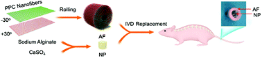 Graphical abstract: Biomimetic nanofibers can construct effective tissue-engineered intervertebral discs for therapeutic implantation