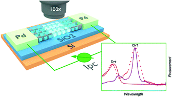 Graphical abstract: Photocurrent spectroscopy of dye-sensitized carbon nanotubes