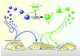 Graphical abstract: Fluorescence labelling of extracellular vesicles using a novel thiol-based strategy for quantitative analysis of cellular delivery and intracellular traffic