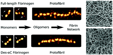 Graphical abstract: Morphometric characterization of fibrinogen's αC regions and their role in fibrin self-assembly and molecular organization