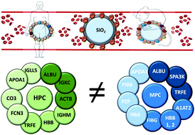 Graphical abstract: A comparison of the human and mouse protein corona profiles of functionalized SiO2 nanocarriers