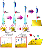 Graphical abstract: Identifying DNA mismatches at single-nucleotide resolution by probing individual surface potentials of DNA-capped nanoparticles