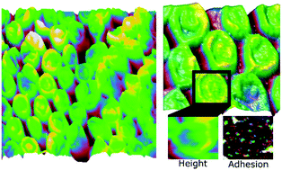 Graphical abstract: Thermo-responsive PNIPAm nanopillars displaying amplified responsiveness through the incorporation of nanoparticles