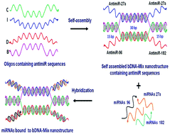 Graphical abstract: Enhanced and synergistic downregulation of oncogenic miRNAs by self-assembled branched DNA