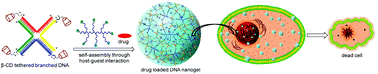Graphical abstract: Size controllable DNA nanogels from the self-assembly of DNA nanostructures through multivalent host–guest interactions